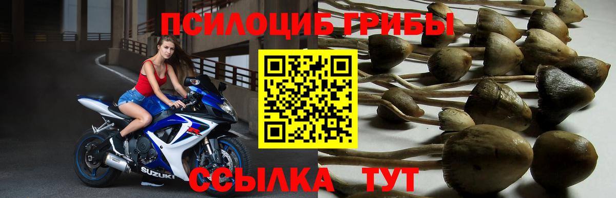 Галлюциногенные грибы мицелий  Вход с VPN  Сунжа 